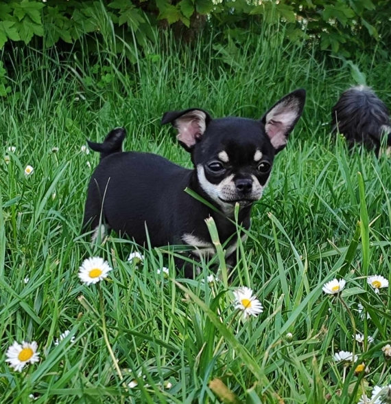 Petit mâle Chihuahua né le 03/02/2024 est proposé – vendu 750 €.