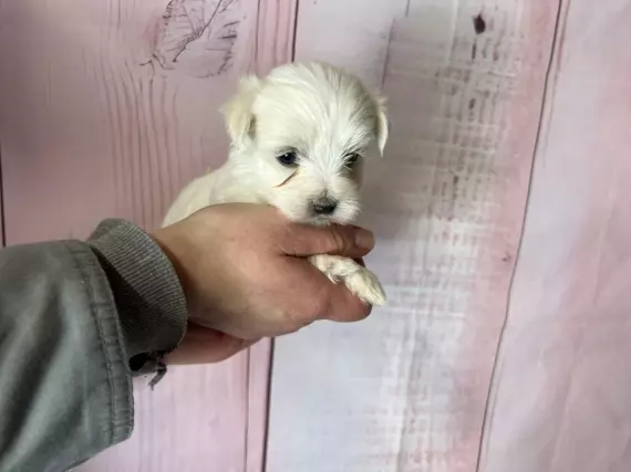 08/04/2024 Chiot Bichon Maltais à vendre dans le Pas-de-Calais