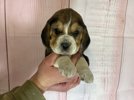 Petite femelle Beagle née le 19/03/2024 est proposée – vendue 1200 €.