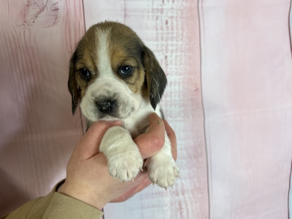 Petit mâle Beagle né le 12/03/2024 est proposé – vendu 900 €.