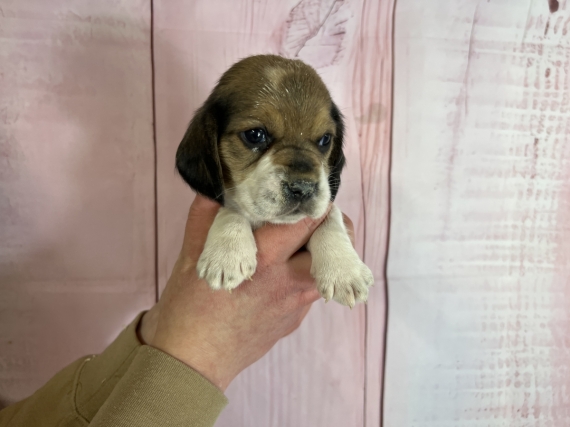 Petit mâle Beagle né le 12/03/2024 est proposé – vendu 900 €.