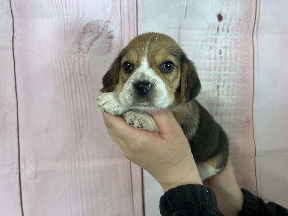 Petite femelle Beagle née le 12/03/2024 est proposée – vendue 1000 €.