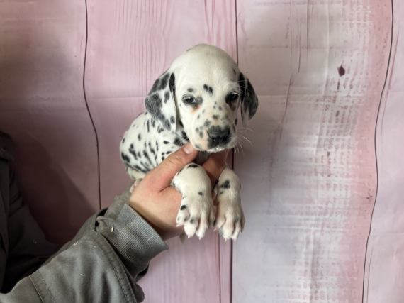 Petite femelle Dalmatien née le 03/03/2024 est proposée – vendue 1200 €.