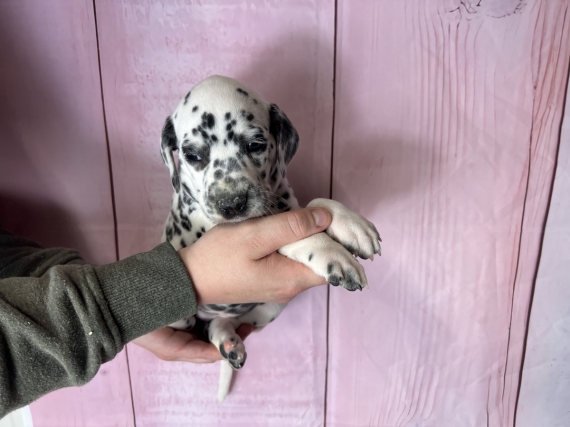 Petite femelle Dalmatien née le 03/03/2024 est proposée – vendue 1200 €.