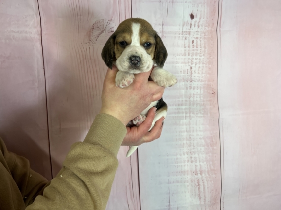 Petite femelle Beagle née le 12/03/2024 est proposée – vendue 1000 €.