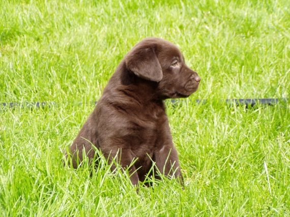 Petite femelle Labrador née le 09/03/2024 est proposée – vendue 1300 €.