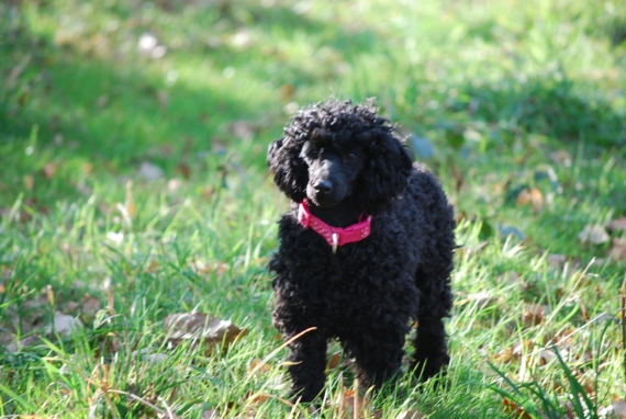 Petit mâle  né le 04/02/2026 est proposé – vendu 1300 €.