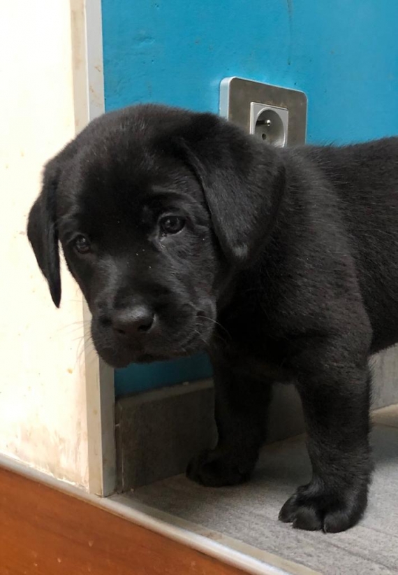 Petit mâle Labrador né le 27/02/2024 est proposé – vendu 1200 €.
