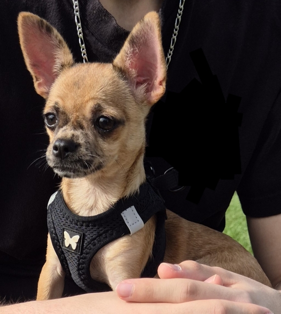 Petit mâle Chihuahua né le 13/11/2023 est proposé – vendu 850 €.