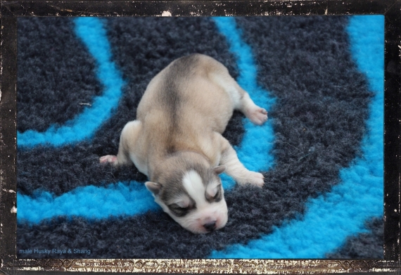 Petit mâle Husky Sibérien né le 14/04/2024 est proposé – vendu 1100 €.