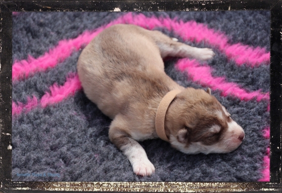 Petite femelle Husky Sibérien née le 14/04/2024 est proposée – vendue 1100 €.
