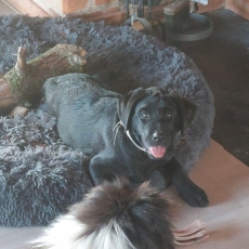 Adoption chiot Labrador au prix de 1400 €