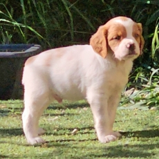 Chiot Epagneul Breton à adopter au prix de 600 €