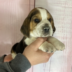Beagle chiot vendu 1200 €