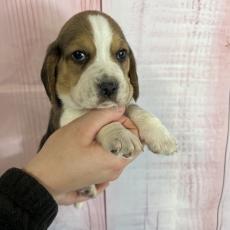 Acheter Beagle bébé pour 1000 €