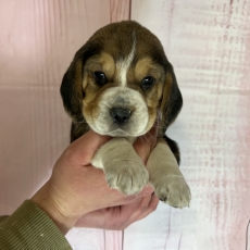 Cette petite femelle Beagle propose  l'achat est ne le 19/03/2024.