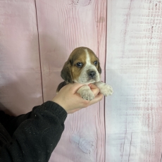 Chiot d'apparence de race Beagle  adopter.