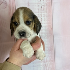 Beagle chiot vendu 900 €