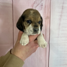 Chiot Beagle  vendre au prix de 900  vaccin et identifi.