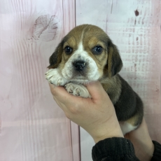 Cette petite femelle Beagle propose  l'achat est ne le 12/03/2024.