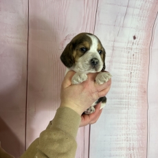 Beagle chiot vendu 1000 €