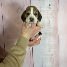 Chiot Beagle  vendre au prix de 1000  vaccin et identifi.
