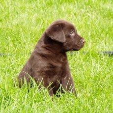 Labrador chiot vendu 1300 €