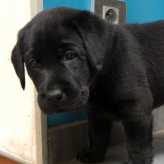 Chiot Labrador à adopter au prix de 1200 €