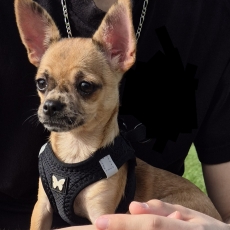 Chihuahua chiot vendu 850 €