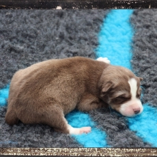 Adoption chiot Husky Sibérien au prix de 1100 €