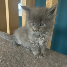 Adoption chaton Maine Coon au prix de 1450 €