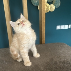 Adoption chaton Maine Coon au prix de 1450 €