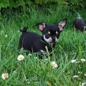 Chiot Chihuahua sans pedigree – prix 750 €.