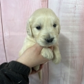 Golden Retriever chiot vendu 1200 €