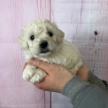 Bichon frisé chiot vendu 1200 €