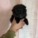 Acheter Moyen Spitz Allemand bébé pour 1200 €