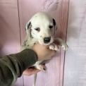 Dalmatien chiot vendu 1200 €