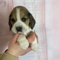 Chiot Beagle à adopter au prix de 900 €