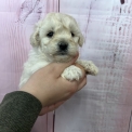 Acheter Bichon frisé bébé pour 1200 €