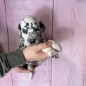 Chiot Dalmatien à adopter au prix de 1200 €