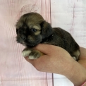 Lhassa Apso chiot vendu 900 €