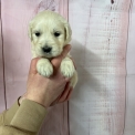 Golden Retriever chiot vendu 1200 €