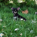 Chihuahua disponible en Charente-Maritime