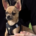Chihuahua disponible dans le Bas-Rhin