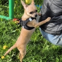 Chiot Chihuahua sans pedigree – prix 850 €.