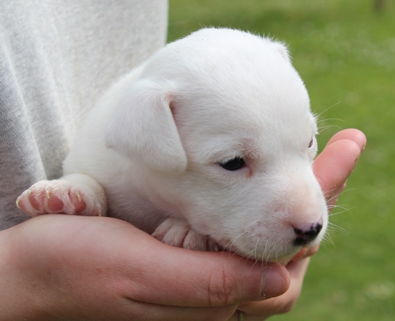 Petit mâle Jack Russell Terrier né le 23/03/2024 est proposé – vendu 1060 €.