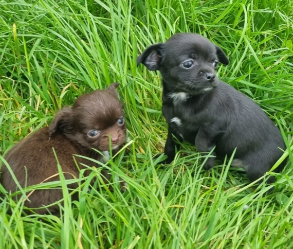 Petite femelle Chihuahua née le 20/02/2024 est proposée – vendue 900 €.