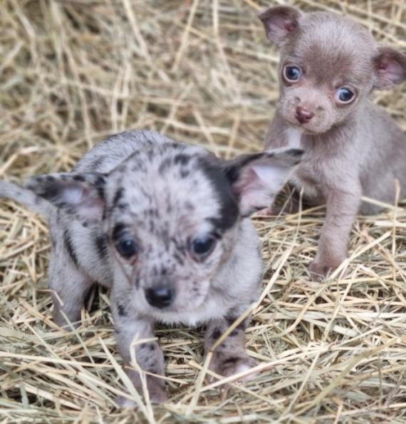 Petit mâle Chihuahua né le 20/02/2024 est proposé – vendu 900 €.