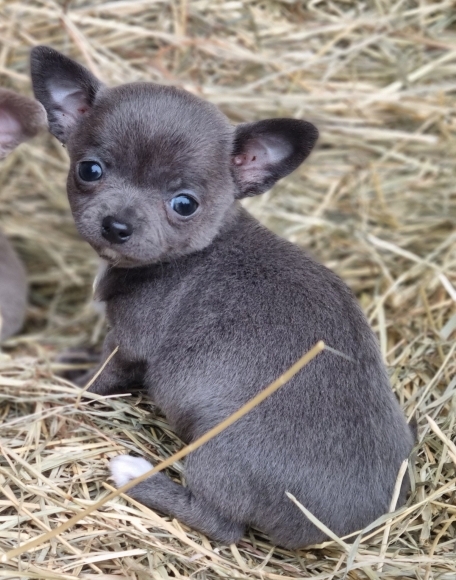 Petit mâle Chihuahua né le 20/02/2024 est proposé – vendu 900 €.
