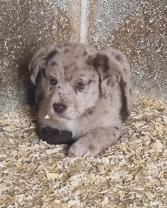 Petit mâle Labrador né le 20/02/2024 est proposé – vendu 700 €.